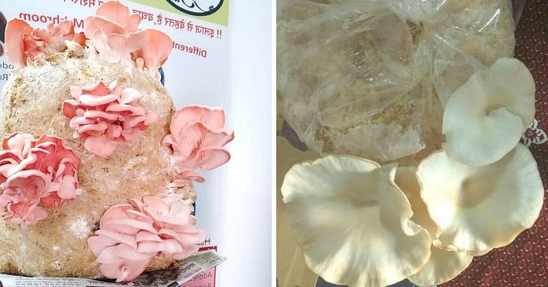 Oyster mushrooms grown using stubble at Biotech Era Transforming India (BETI).
