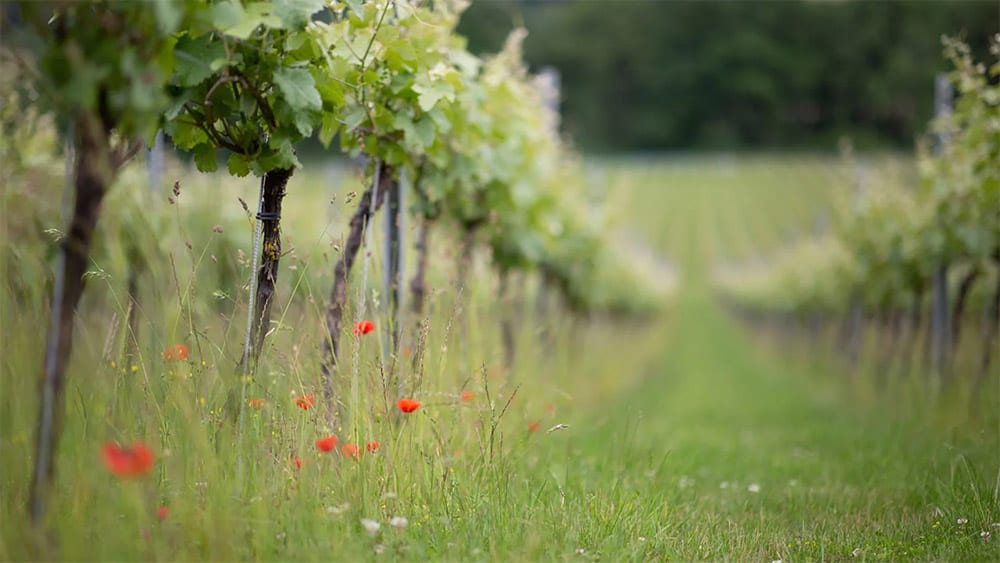 albury-vineyard