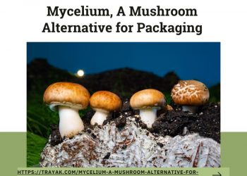 Mushroom Packaging? With Increasing Concern Over The Use of Plastic And Its Negative Consequences, A Completely Natural Packaging Material May Be An Innovative Replacement.